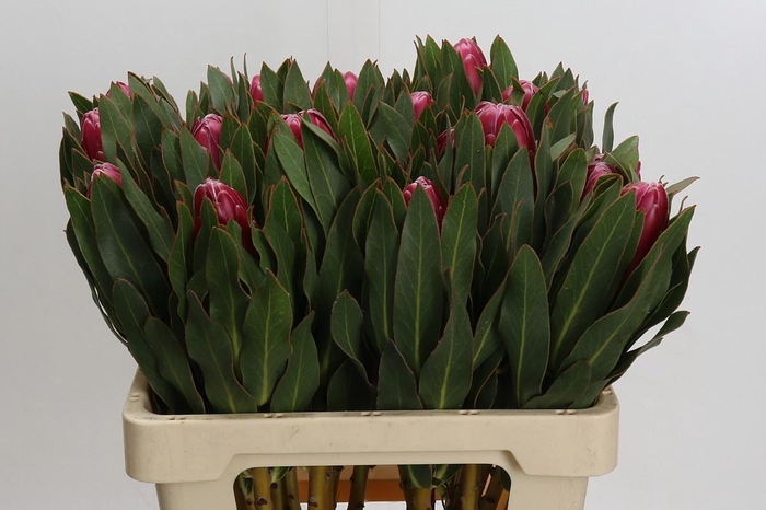 <h4>PROTEA BRENDA</h4>