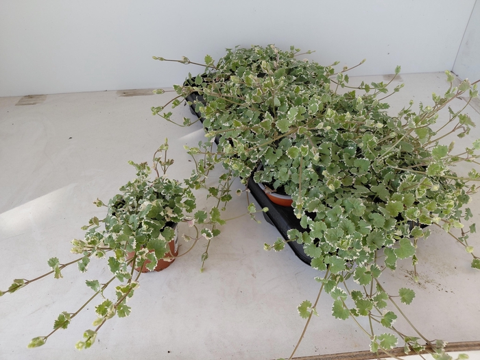 <h4>GLEC HEDERACEA</h4>