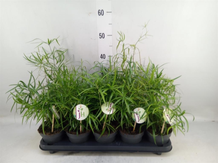 <h4>Asparagus falcatus</h4>