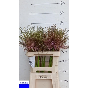 ALLIUM SCHUBERTII