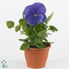 Viola F1 True Blue