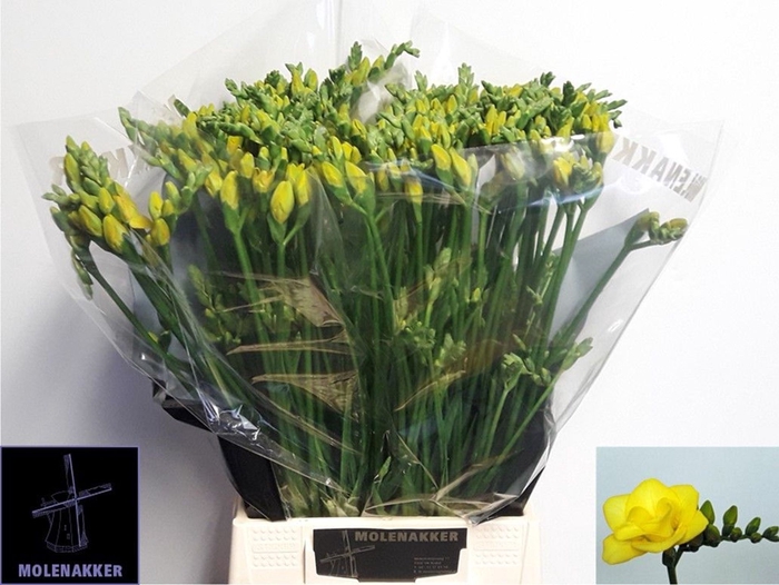 <h4>Freesia du Soleil</h4>