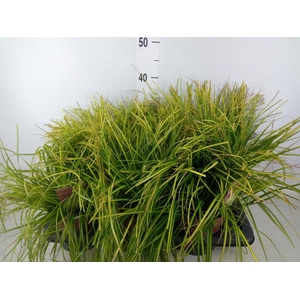 Carex oshimensis 'Everco Eversheen'