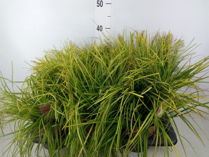 <h4>Carex oshimensis 'Everco Eversheen'</h4>