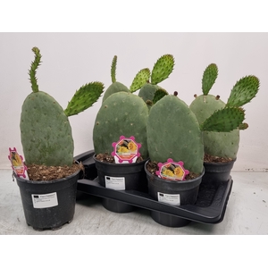 OPUNTIA
