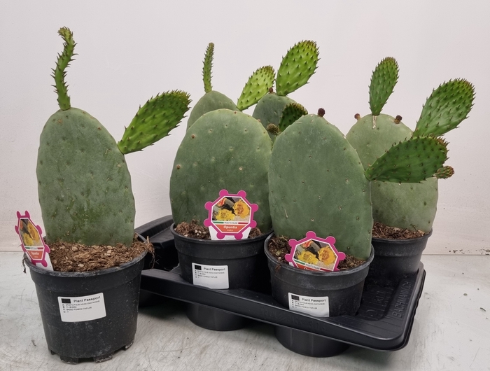 <h4>OPUNTIA</h4>