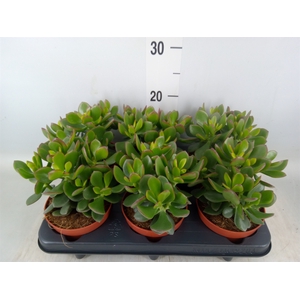Crassula  'Minova Magic'
