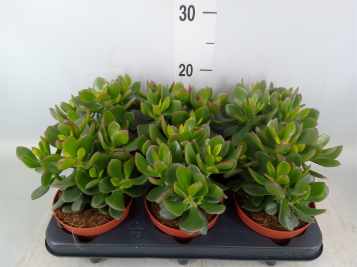 <h4>Crassula  'Minova Magic'</h4>