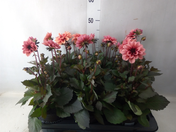 <h4>Dahlia   ...from seeds/cuttings</h4>