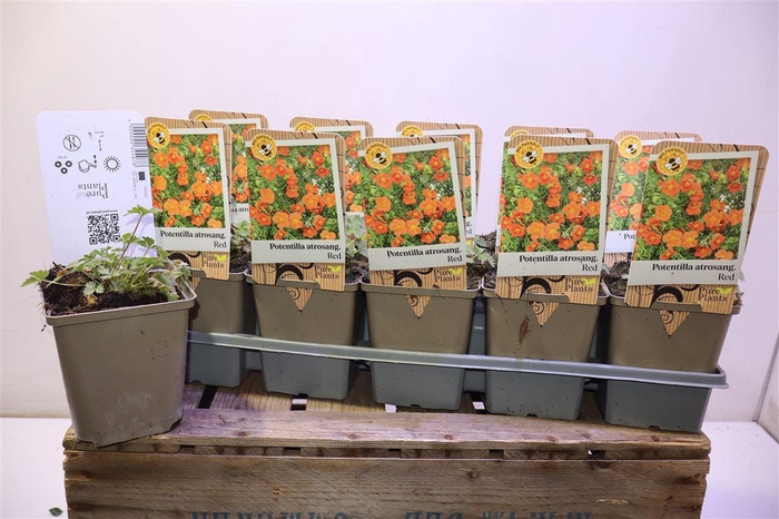 <h4>arr8 Pote Atrosanguinea</h4>