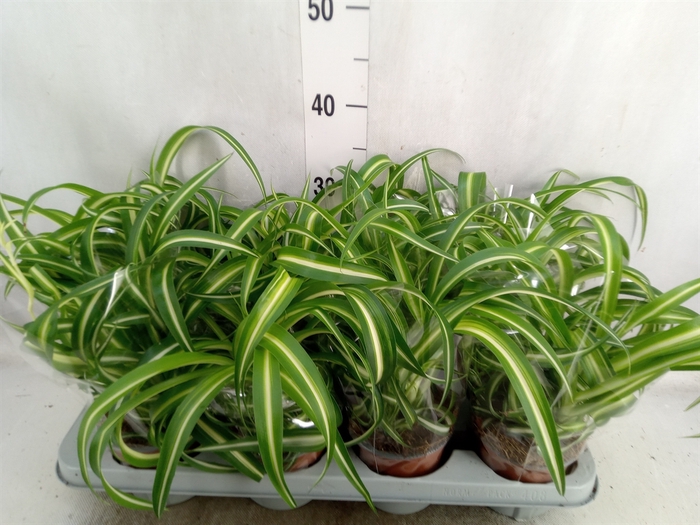 <h4>Chlorophytum com. 'Bonnie'</h4>