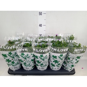 Aster n-b 'Starletta' ..mix