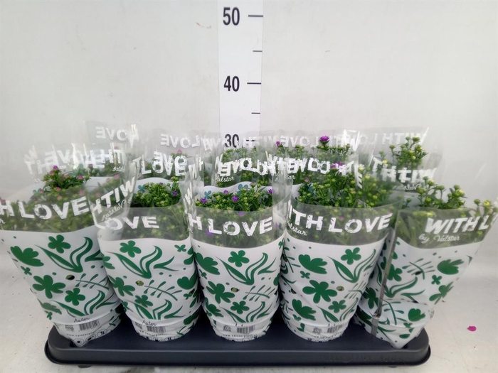 <h4>Aster n-b 'Starletta' ..mix</h4>