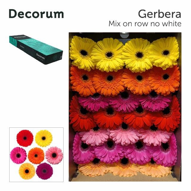 <h4>GE GR OP RIJ GEM</h4>