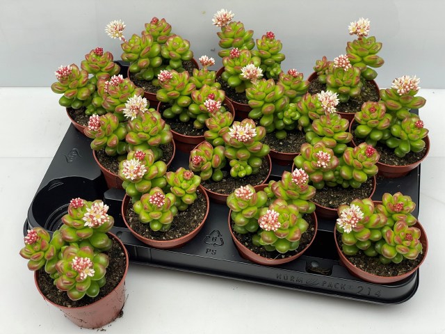 <h4>SEDUM OVERIG</h4>