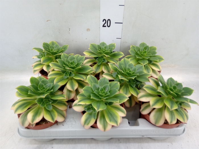 <h4>Aeonium   ...</h4>