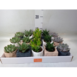 Succulents   ...mix 5