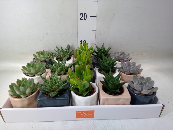 <h4>Succulents   ...mix 5</h4>