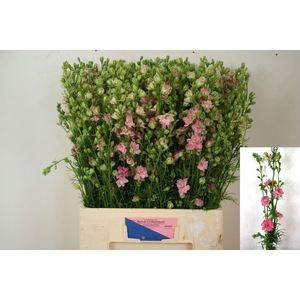DELPH CONSOLIDA QIS ROSE CONS R Q R