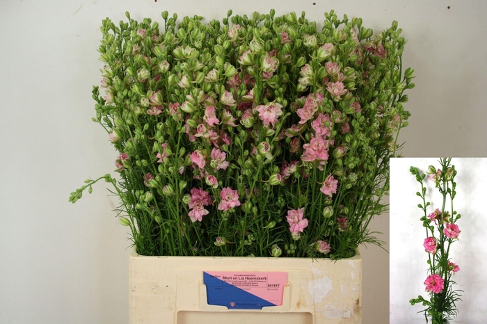 <h4>DELPH CONSOLIDA QIS ROSE CONS R Q R</h4>