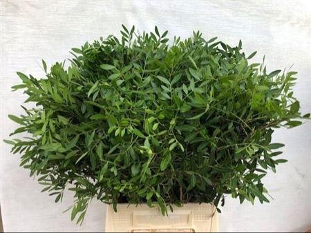 <h4>PISTACHE BLAD</h4>