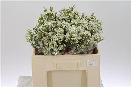 <h4>Chamelauc Marlene</h4>