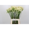 Agapanthus White Heaven