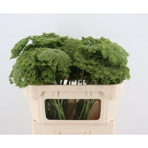 AMMI VIS GREEN MIST