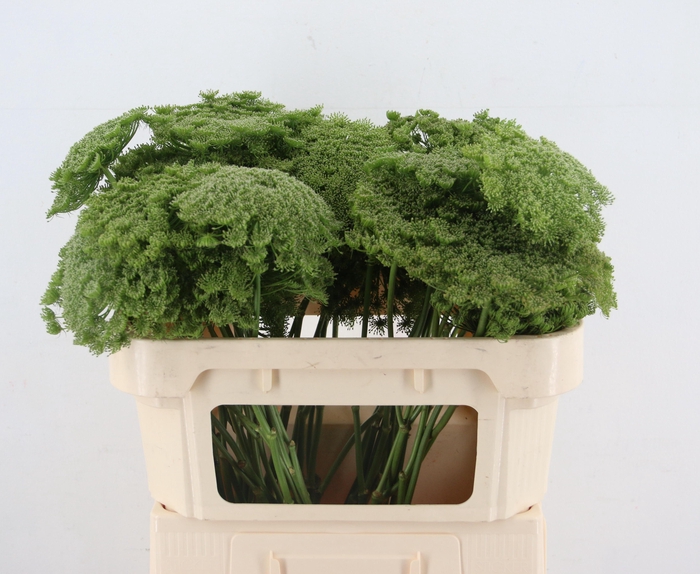 <h4>AMMI VIS GREEN MIST</h4>