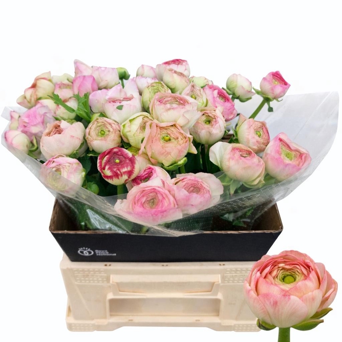 <h4>RAN AAZUR PI STRIPE</h4>