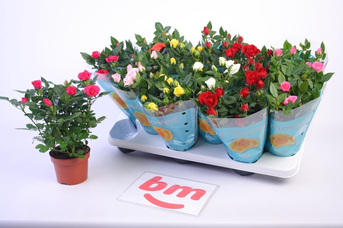 <h4>RO B MONDE GEM 7 SRT</h4>