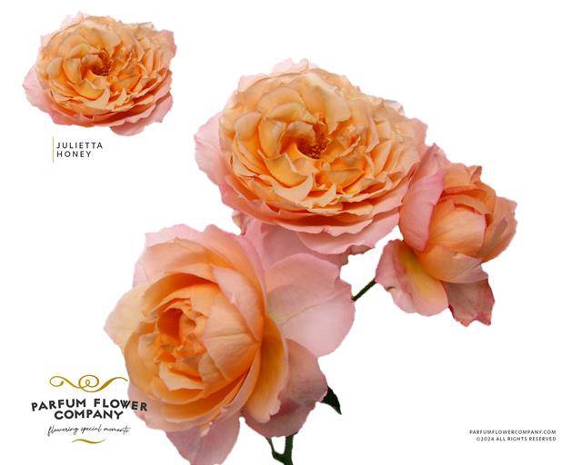 Rosa spray garden julieta honey