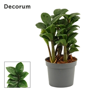 Zamioculcas Zenzi 9 cm Decorum, 4+ veren
