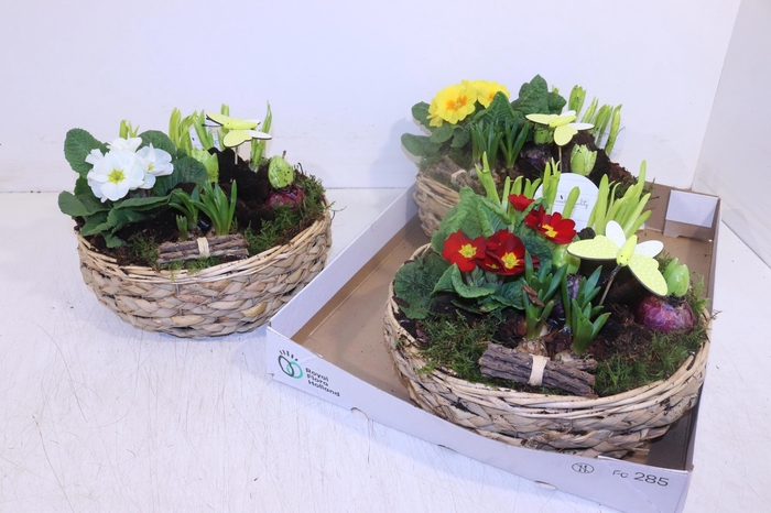 <h4>ARR TUINPLANTEN</h4>