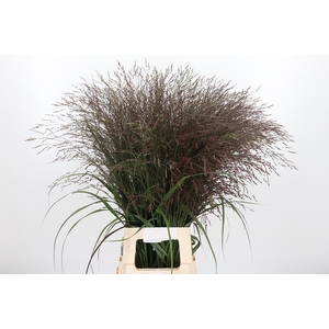 Panicum Warrior