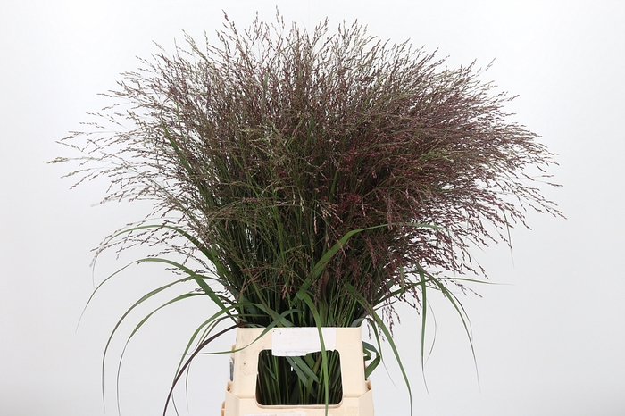<h4>Panicum Warrior</h4>