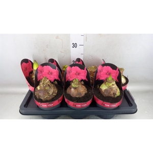 Hippeastrum GA 'Lagoon'