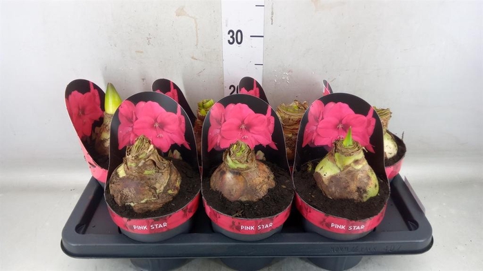 <h4>Hippeastrum GA 'Lagoon'</h4>