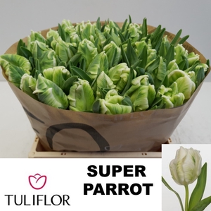 TU PA SUPER PARROT