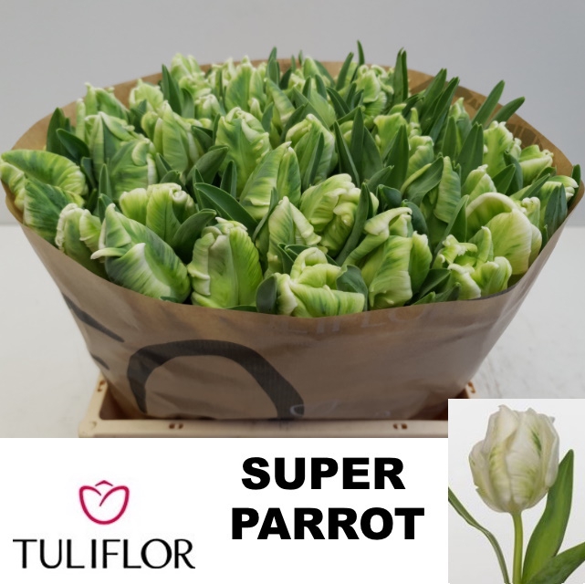 <h4>TU PA SUPER PARROT</h4>