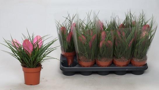 <h4>TILL CYANEA ANITA</h4>