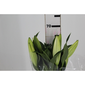 LIRIO ZAMBESI 070 CM HT MIN 2 FLS