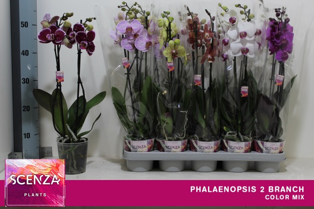 <h4>PHAL GEM 6 KL</h4>