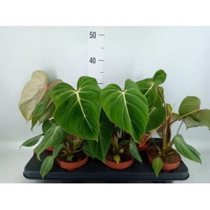 Philodendron gloriosum