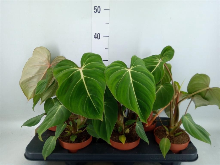 <h4>Philodendron gloriosum</h4>