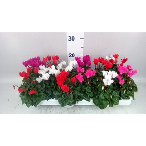 Cyclamen KL 'Verano'