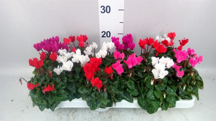 <h4>Cyclamen KL 'Verano'</h4>