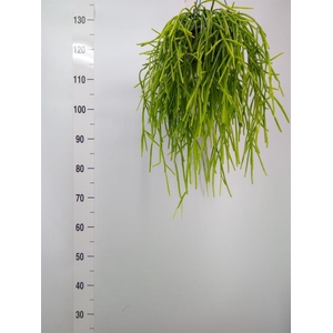 Rhipsalis   ...
