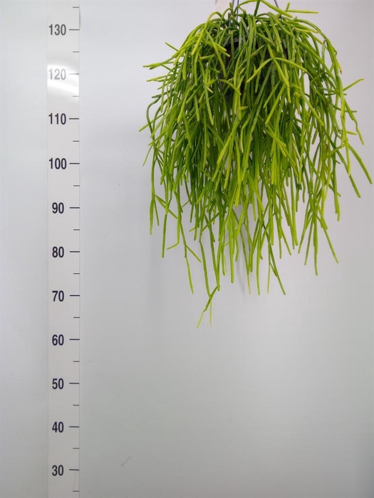 <h4>Rhipsalis   ...</h4>