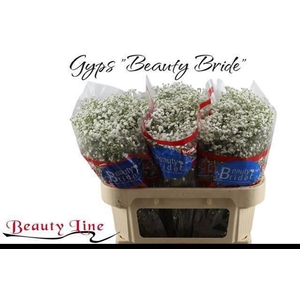 GYPS PA BEAUTY BRIDE